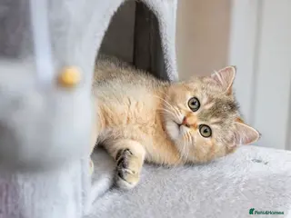 Scottish Fold cats Adorable Scottish Straight Kitten Available. - Advert 1