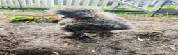 Chickens poultry for sale: Blue/grey/cuckoo silkies  in Skelmersdale - Advert 7