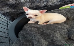 Chihuahua dogs for sale: 2 beautiful white chihuahua girls  - Image 2
