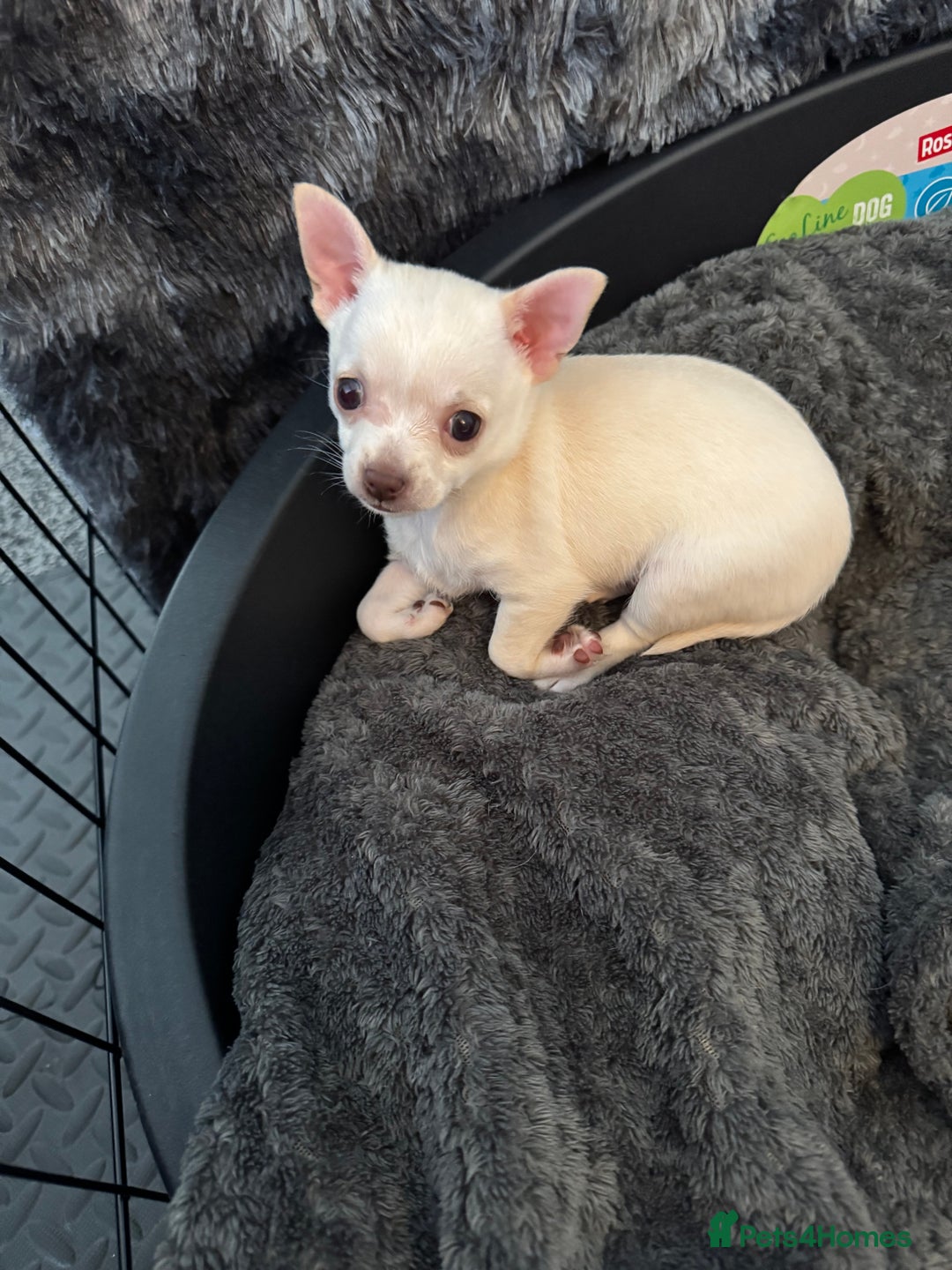 Chihuahua dogs for sale: 2 beautiful white chihuahua girls  - Image 2
