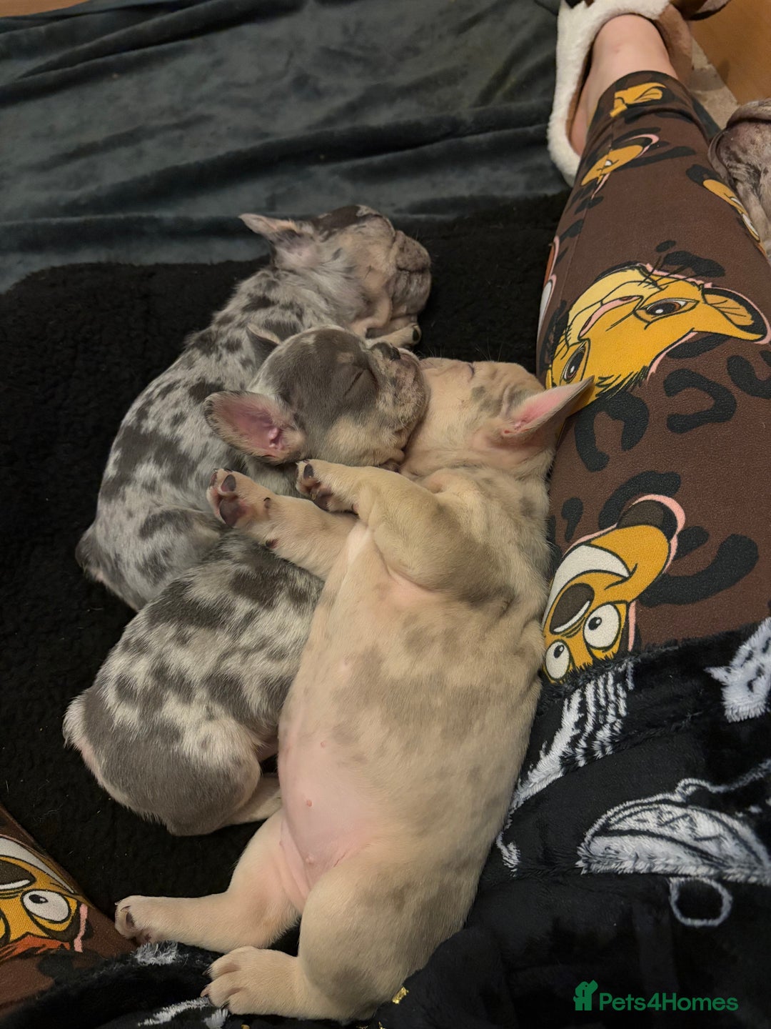 French Bulldog dogs for sale: 5 female French bulldogs  - Advert 7