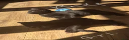 Domestic Shorthair cats for sale: 3 kittens ready to go now in Wickford - Advert 5
