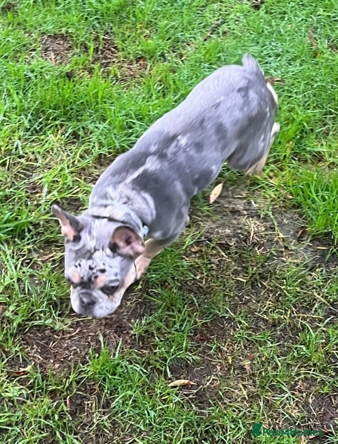 French Bulldog dogs for sale: French Bulldog Female Blue Merle Rare, Green Eyes  - Advert 6