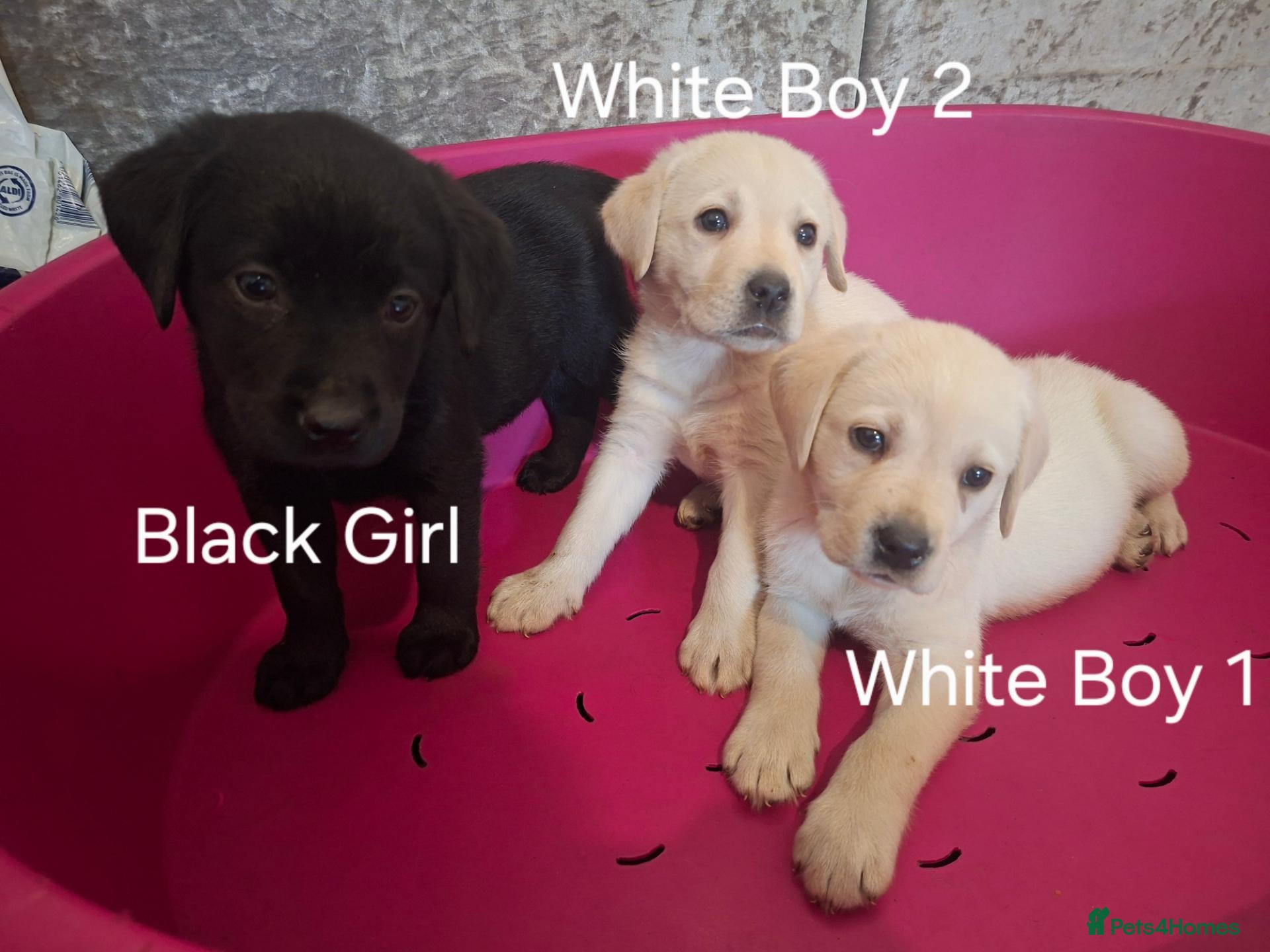 Labrador Retriever dogs Pedigree Labrador Puppies - Advert 14
