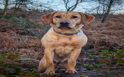 Mixed Breed dogs for sale: Whippet X Labrador Pups ~ Lurchers - Image 8