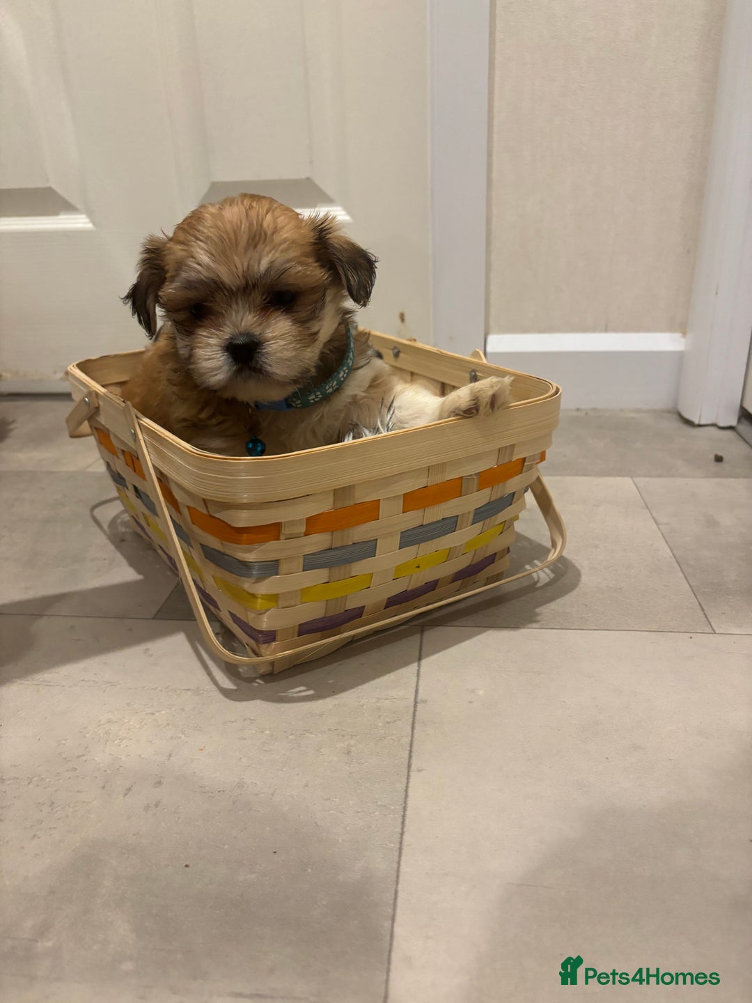 Lhasa Apso dogs for sale: Full bred Lhasa apso puppies  - Advert 12