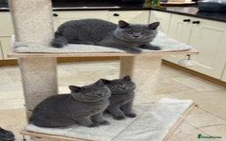 British Shorthair cats for sale: Blue British Shorthair registered Full Pedigree  - Image 15