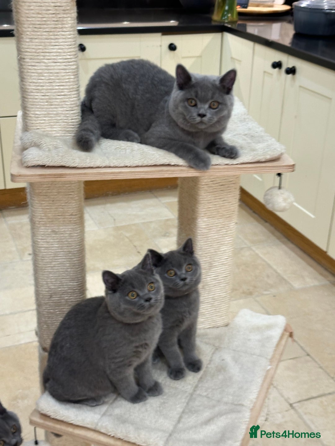 British Shorthair cats for sale: Blue British Shorthair registered Full Pedigree  - Image 15
