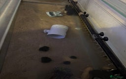 Axolotl reptiles for sale: 3 Axolotl full set up - Image 3