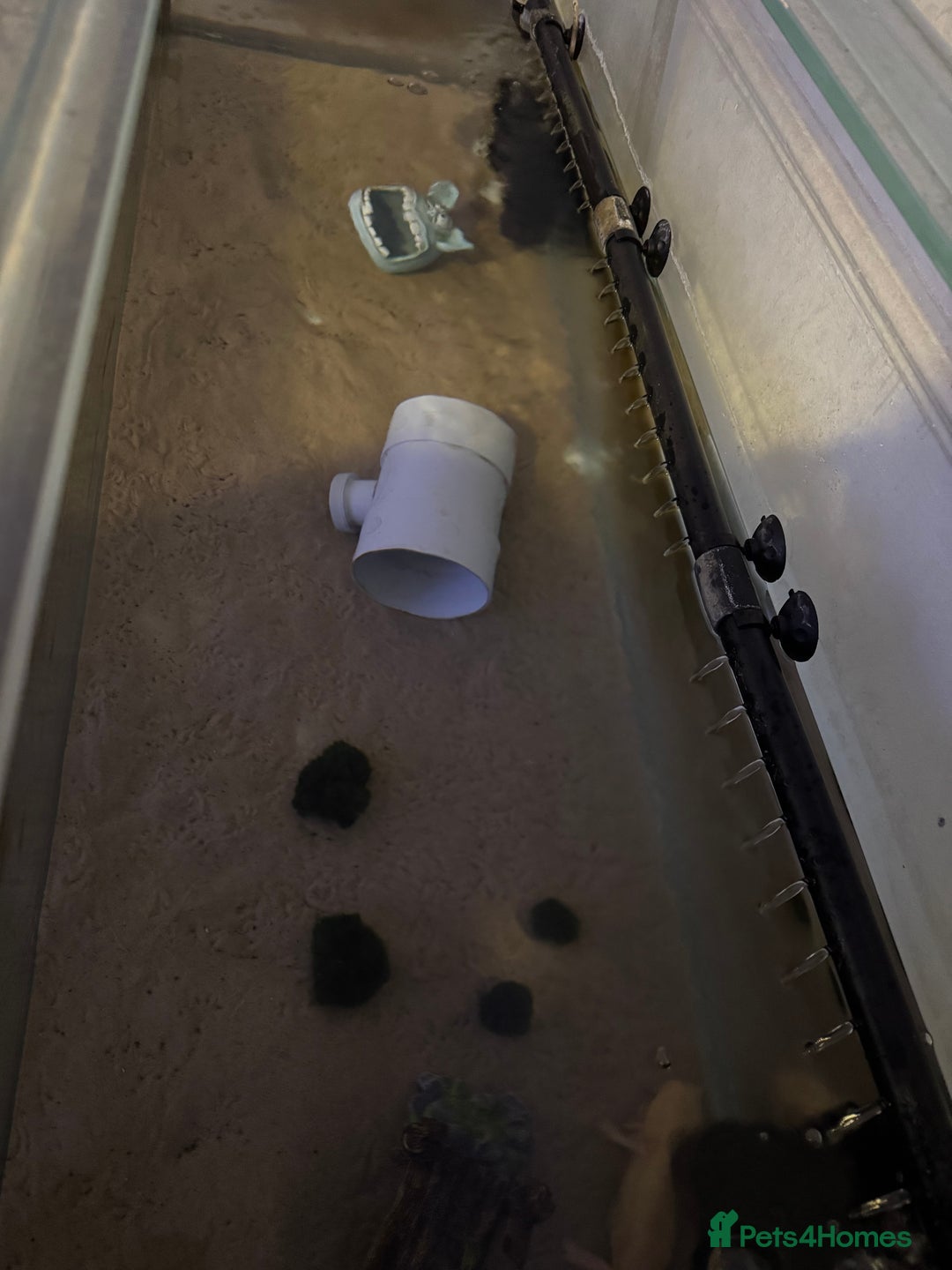 Axolotl reptiles for sale: 3 Axolotl full set up - Image 3