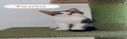 Mixed Breed cats for sale: Two kittens for sale!  in London - Advert 3