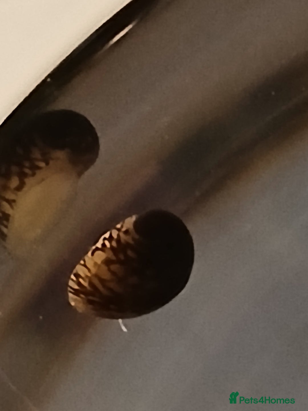 Snails fish for sale: Nerite snails true fresh water - Image 10