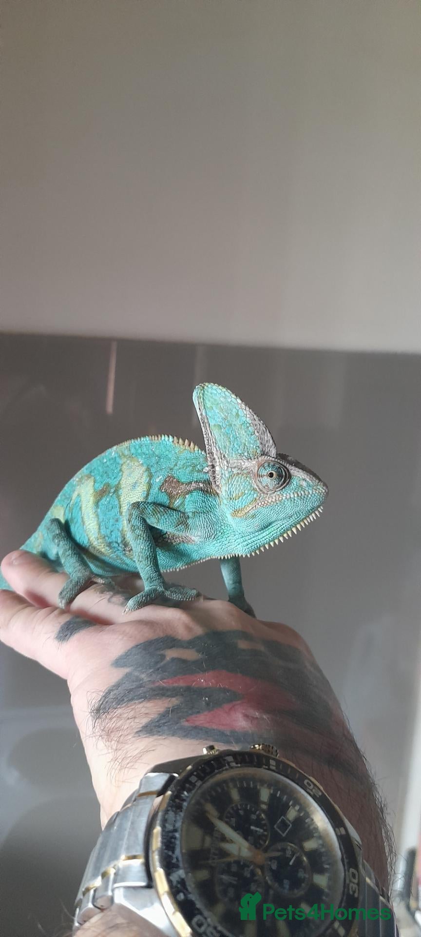 Chameleon reptiles Veiled chameleons  - Advert 1