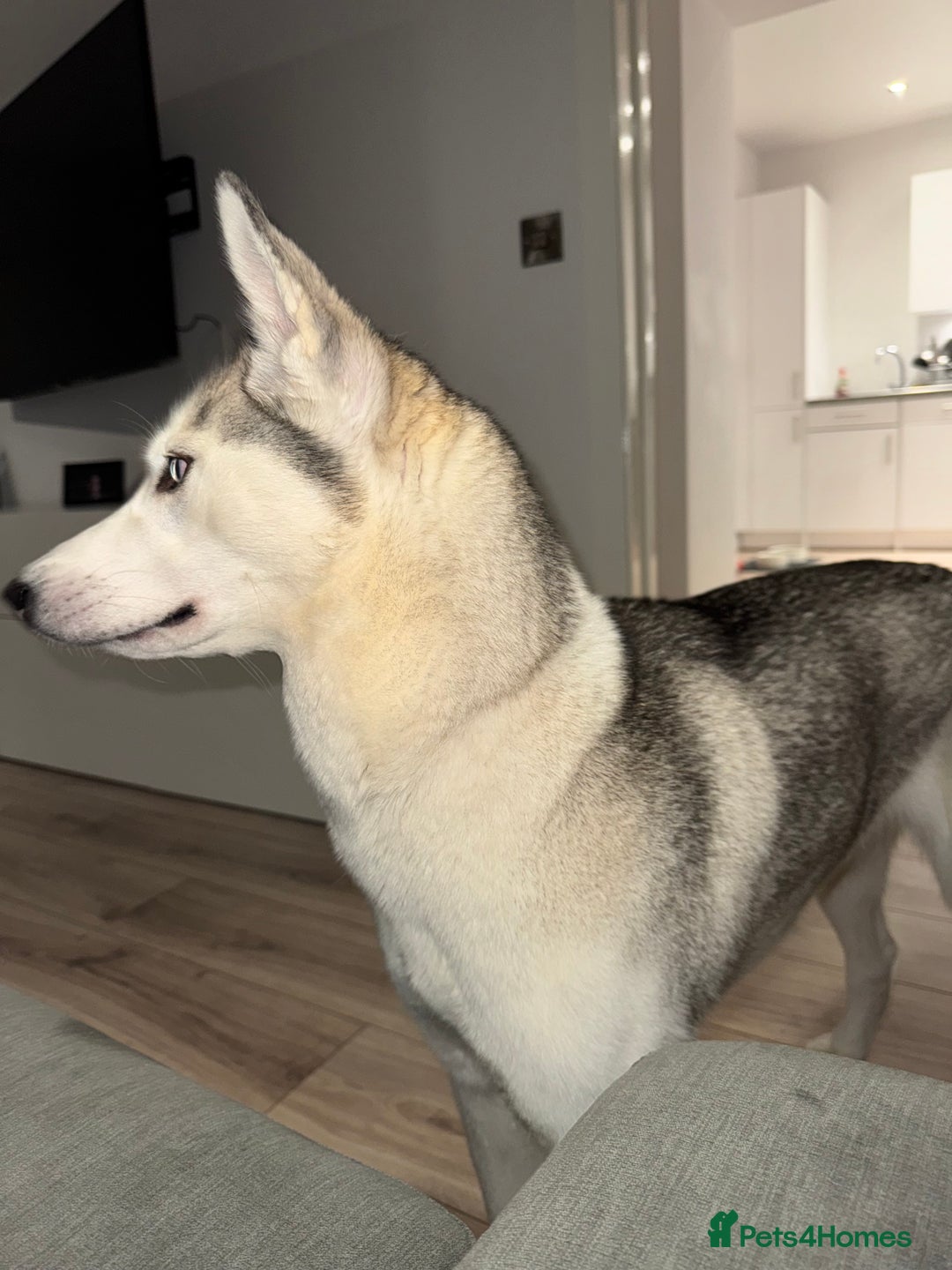 Siberian Husky dogs for sale: Siberian Husky Stormy - 2 years old  - Advert 9