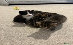 Mixed Breed cats for sale: Kittens for sale 🤍 - Image 4