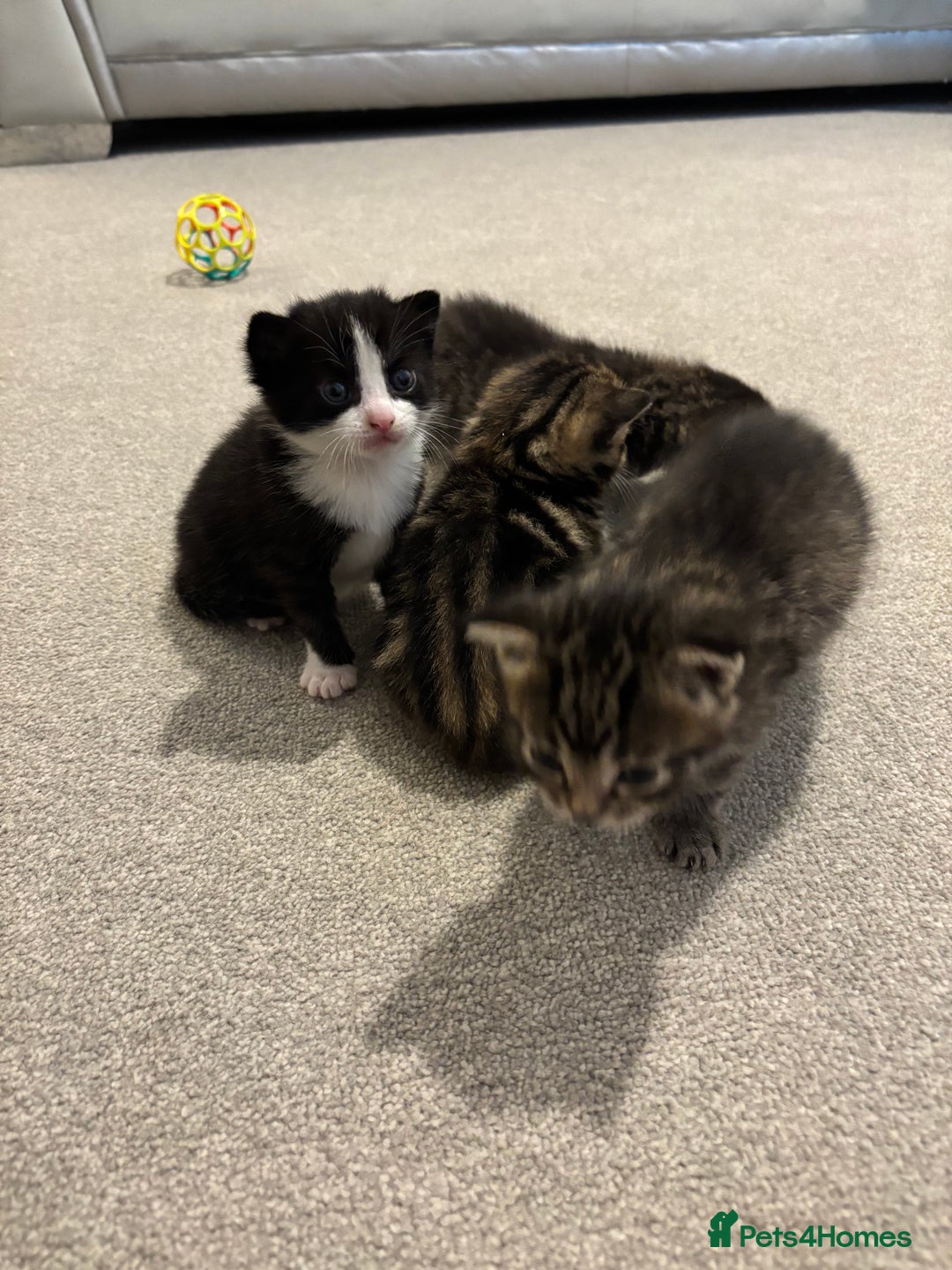 Mixed Breed cats for sale: Kittens for sale 🤍 - Image 4