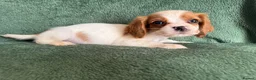 Cockalier dogs for sale: Beautiful, health tested cockalier puppies.  - Advert 33