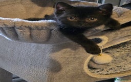 British Longhair cats for sale: Beautiful black British shorthair kittens  - Image 1