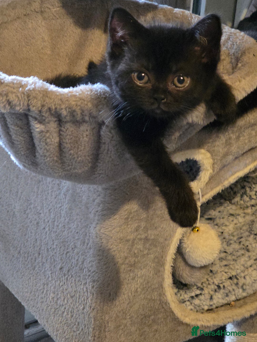 British Longhair cats for sale: Beautiful black British shorthair kittens  - Image 1