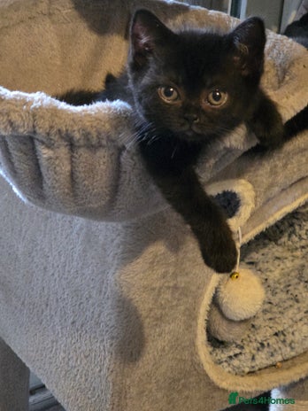 British Longhair cats - Advert 6