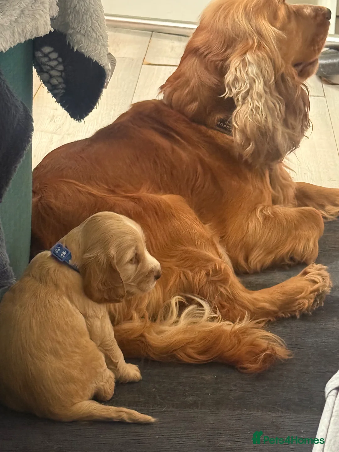 Cocker Spaniel dogs for sale: KC Show Cocker Spaniel Puppies HealthTestedParents - Advert 13