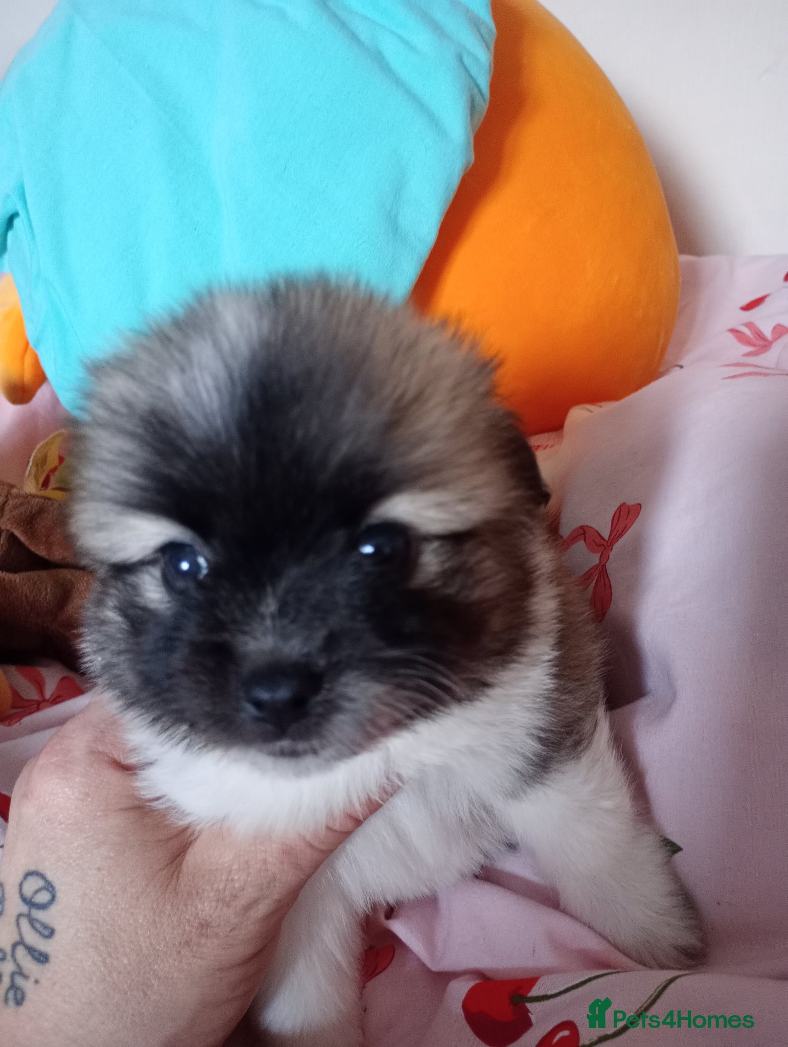 Mixed Breed dogs Jack-a-poms  - Advert 11