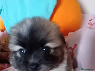 Mixed Breed dogs Jack-a-poms - Advert 11