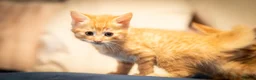 RagaMuffin cats for sale: Ragamuffin & Siamese tabby mixed - Advert 11