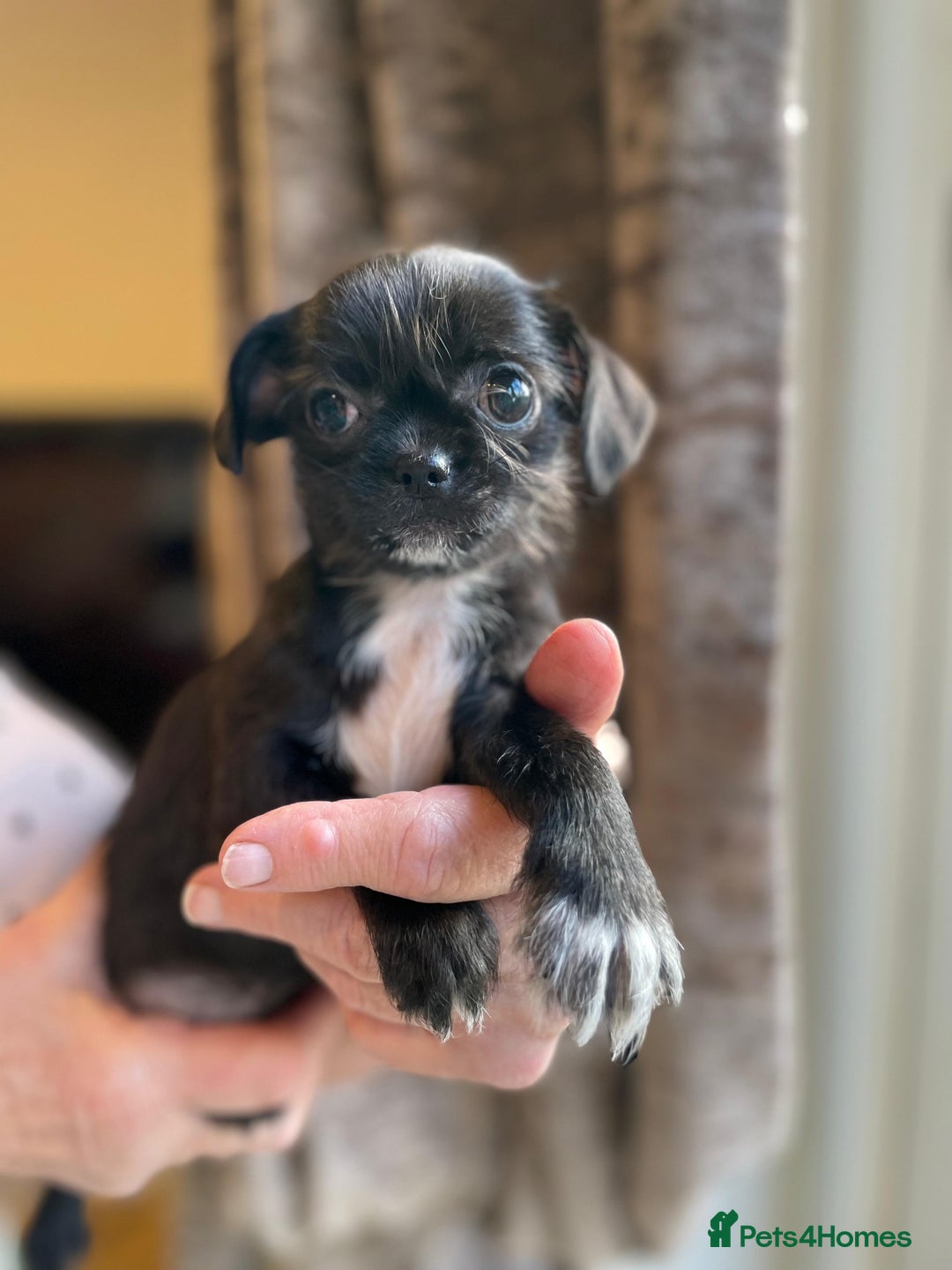 Mixed Breed dogs for sale: Beautiful Chi shi's puppies only 2 Left - Advert 14