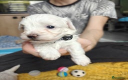 Maltipoo dogs for sale: F2 Mini Maltipoo,Toy size 4 boys - Image 23