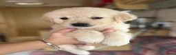 Golden Retriever dogs for sale: Golden Retriever puppy's  - Advert 10