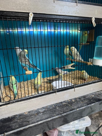 Budgerigars birds - Advert 17