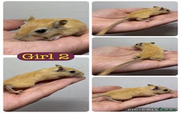 Gerbil rodents for sale: Beautiful friendly baby gerbils  - Image 11