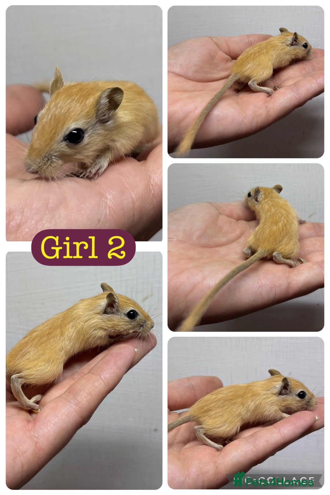 Gerbil rodents for sale: Beautiful friendly baby gerbils  - Image 11