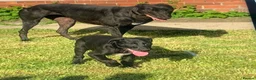 Lurcher dogs for sale: First cross saluki greyhounds  - Advert 19