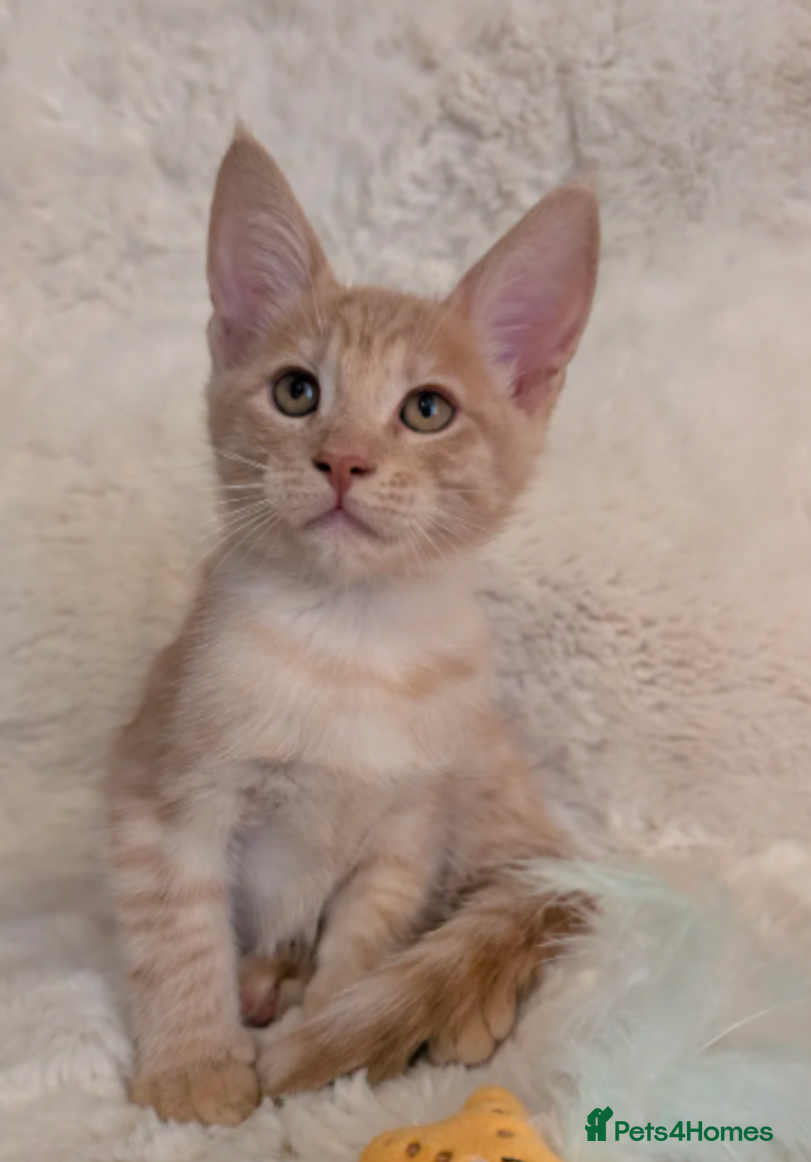 Maine Coon cats ✨ Stunning Maine Coon Kittens Ready Now ✨ - Advert 18