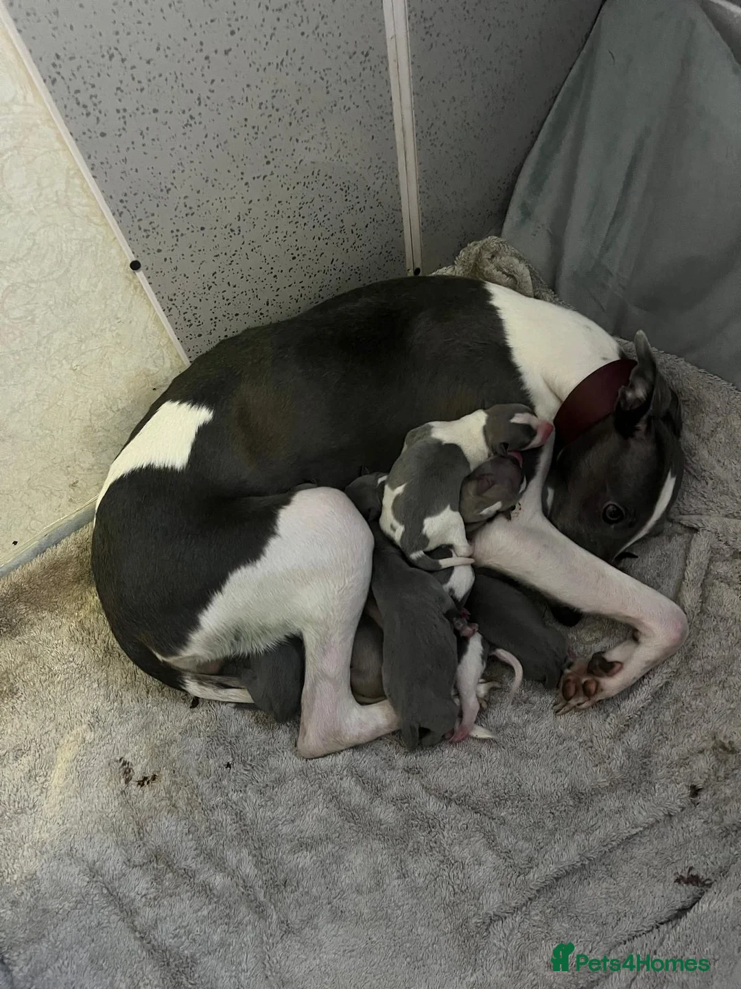 Whippet dogs for sale: 💕⭐️KC WHIPPET PUPS⭐️ 💕 - Advert 2