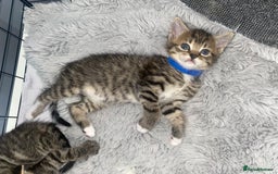 Bengal cats for sale: Litter of five stunning bengal/tabby mix kittens  - Image 2