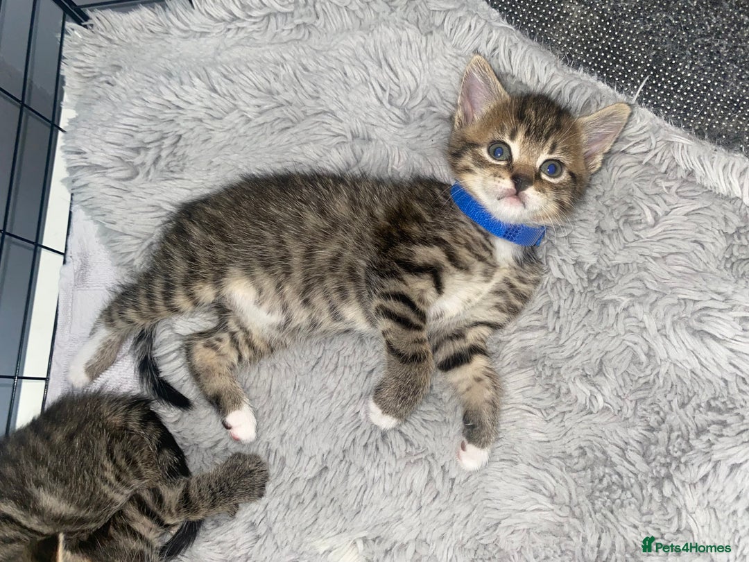 Bengal cats for sale: Litter of five stunning bengal/tabby mix kittens  - Image 2