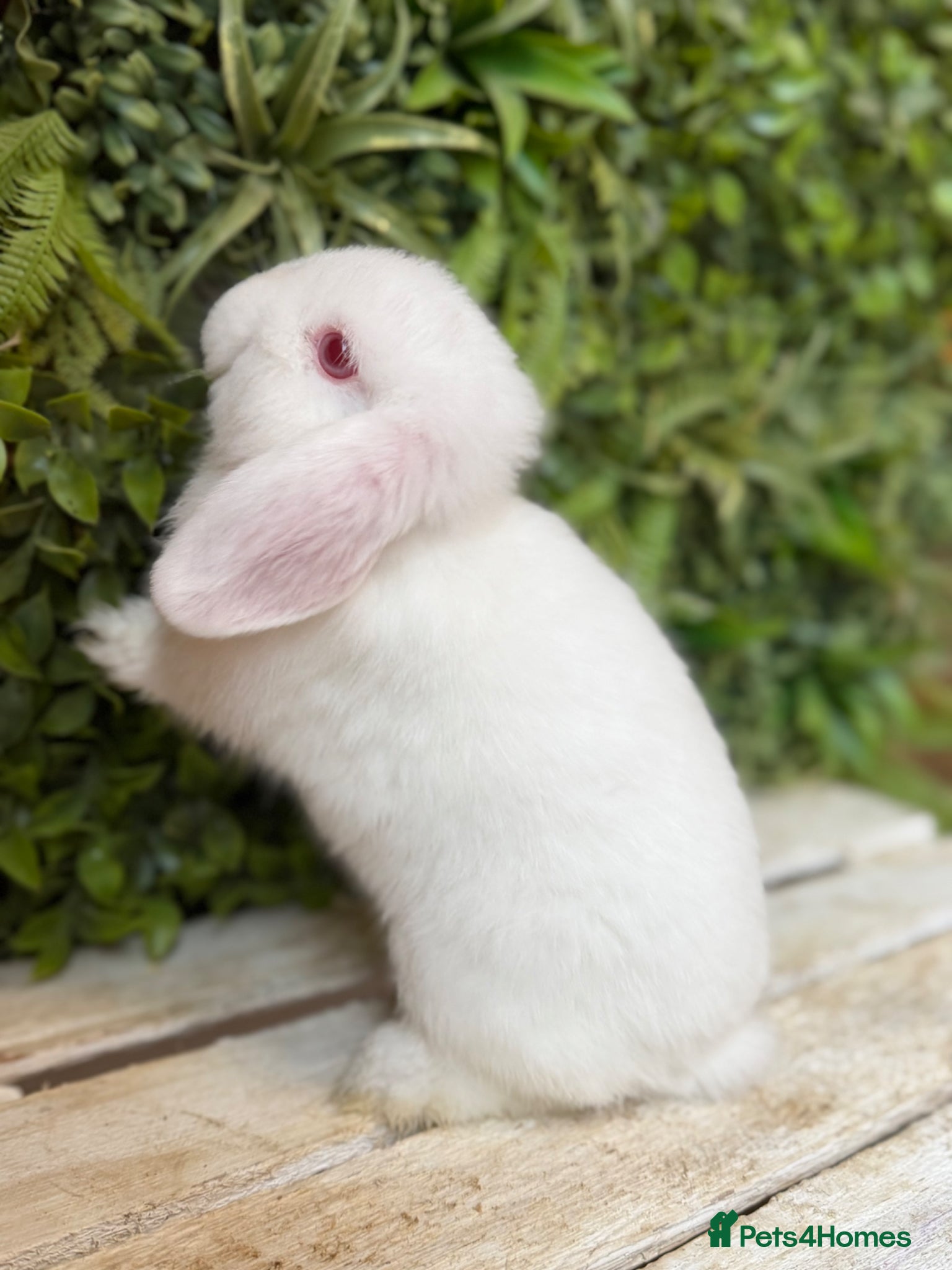 Mini Lop rabbits Minilop buck  - Advert 1