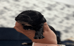 Cockapoo dogs for sale: Mirabelle's Enchanting Pups ✨ - Image 13
