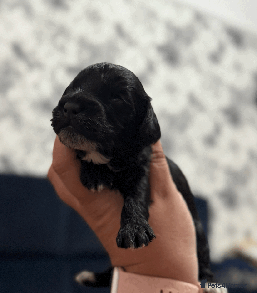 Cockapoo dogs for sale: Mirabelle's Enchanting Pups ✨ - Image 13