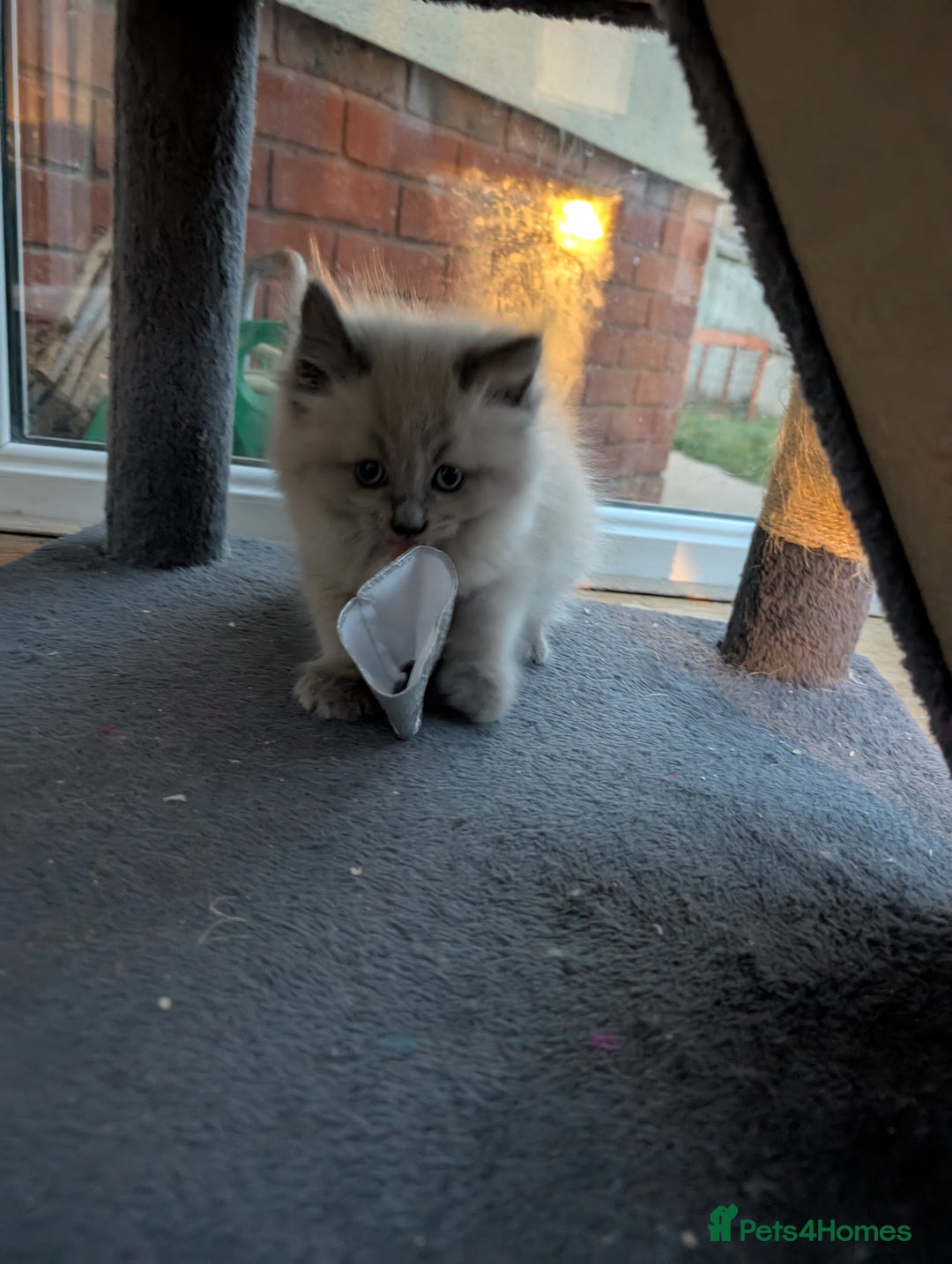 Ragdoll cats for sale: 4 gorgeous ragdoll kittens  - Image 14