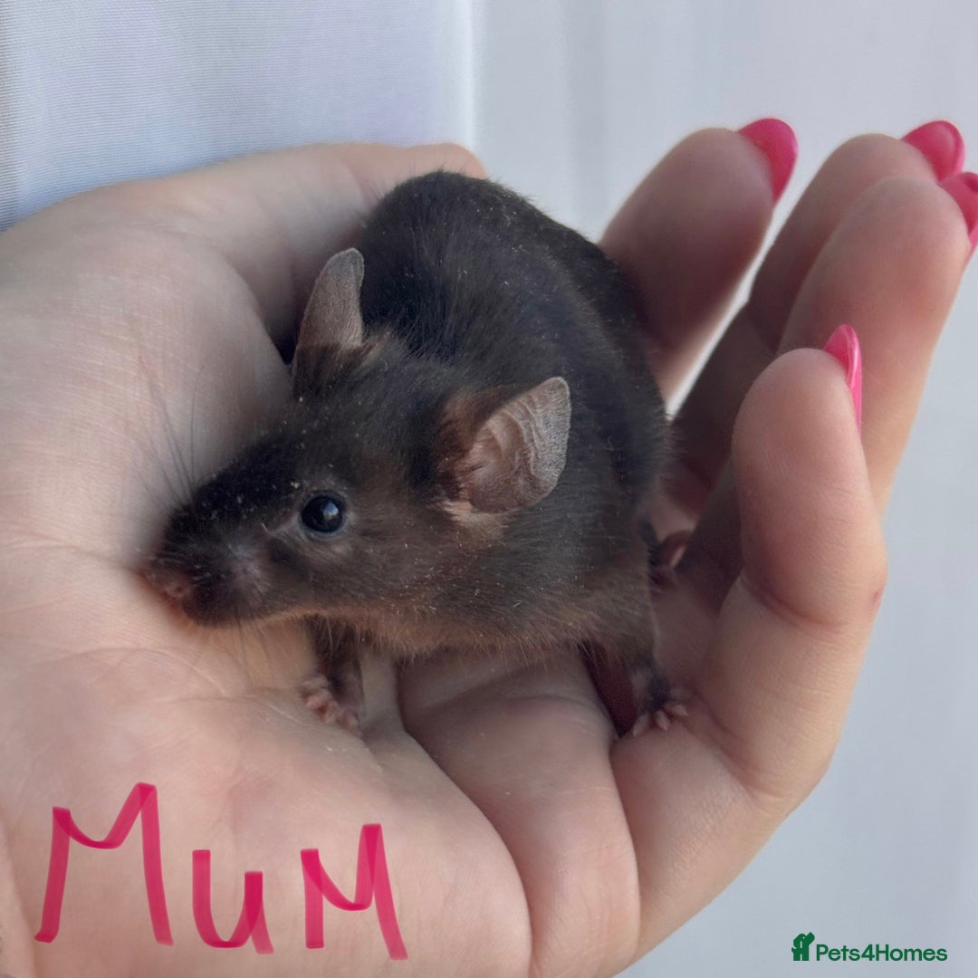 Mouse rodents for sale: Female Mice !!!Only 2 Left!!! - Advert 4