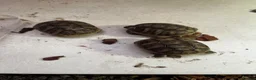 Hermann Tortoise reptiles for sale: 2026 Hermann tortoise hatchlings  - Advert 4