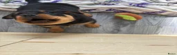 Rottweiler dogs for sale: Champion German Rottweiler Puppies - Advert 15
