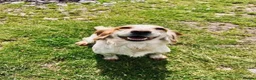 Cocker Spaniel dogs for sale: KC working cocker spaniel lemon roan - Advert 14