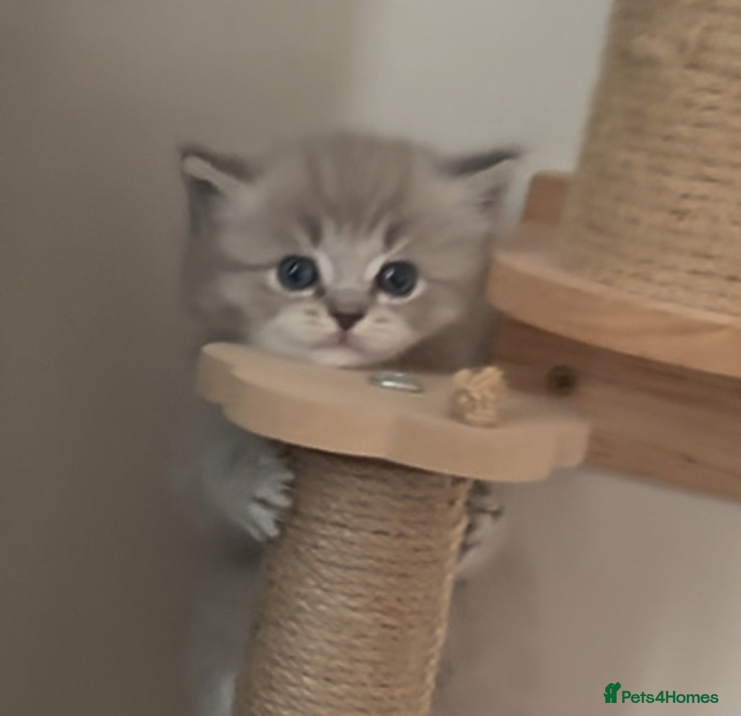 Ragdoll cats for sale: Registered Sepia ragdolls (cherubim's)  - Advert 3