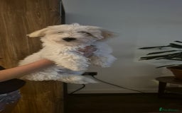 Mixed Breed dogs for sale: Gorgeous little girls in Liverpool - Image 1