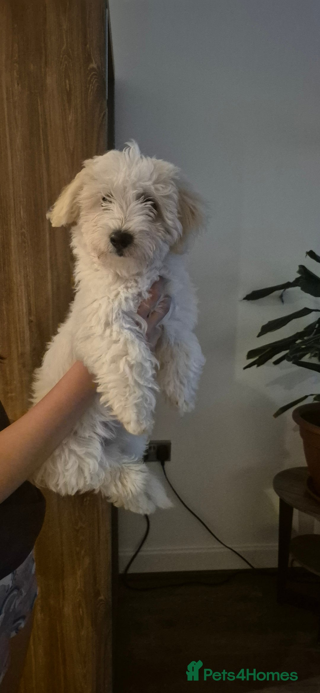 Mixed Breed dogs for sale: Gorgeous little girls in Liverpool - Image 1